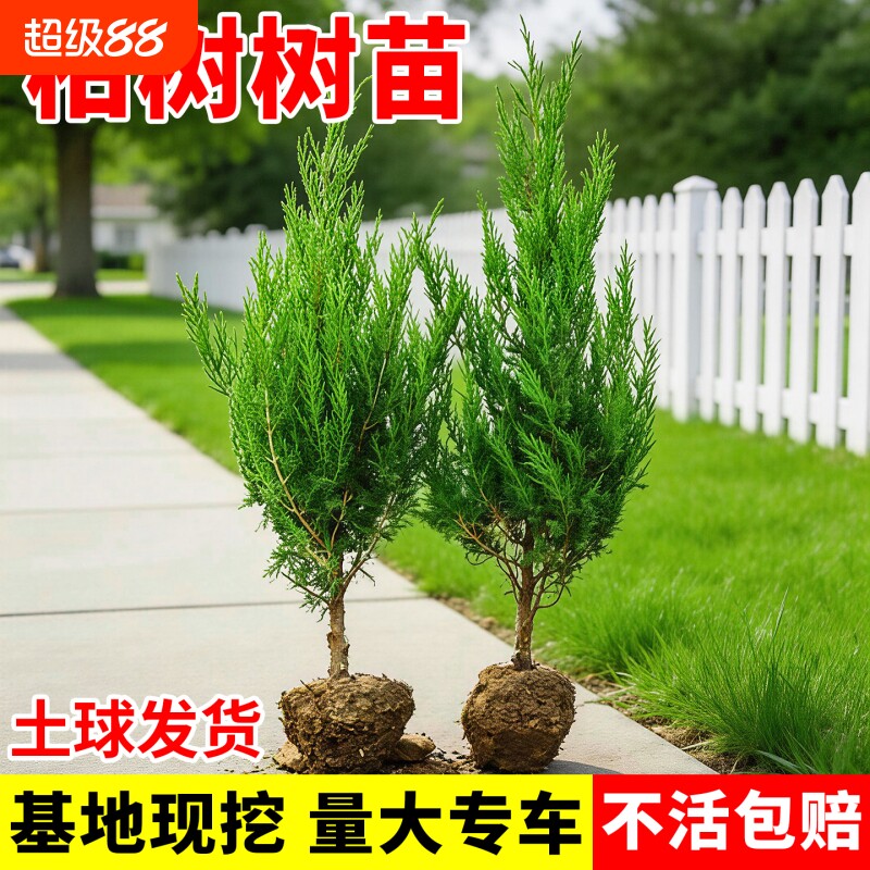 柏树树苗四季常青松柏塔柏侧柏墓前树苗道路绿化耐寒易活圆柏松树										
