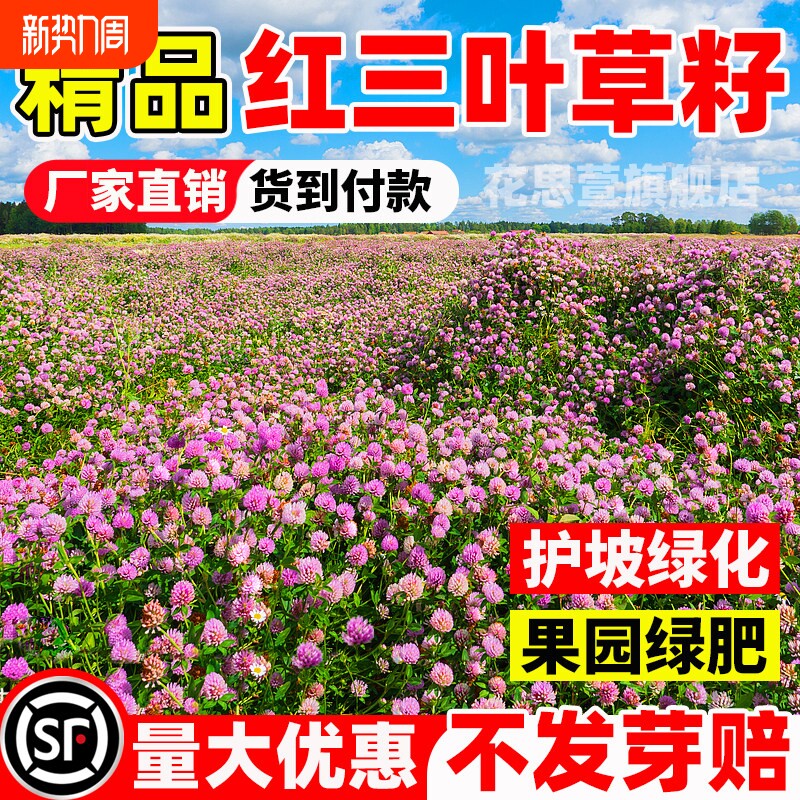 红三叶草种子白三叶护坡固土红花三叶草种籽四季常青绿化绿肥草籽
