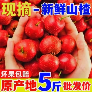山楂果新鲜大金星冰糖葫芦专用红果纯农家鲜大五棱甜红子山楂现摘