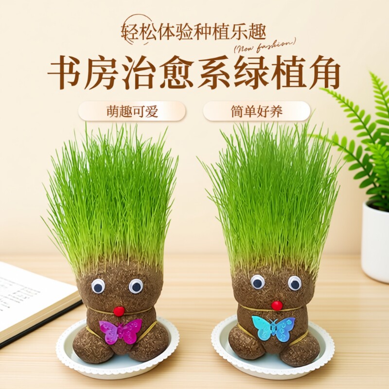 趣味长草娃娃小盆栽草头娃娃猫草桌面水培绿植好养儿童观察小植物