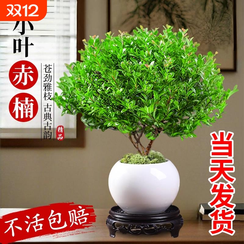 小叶赤楠盆景老桩盆栽树