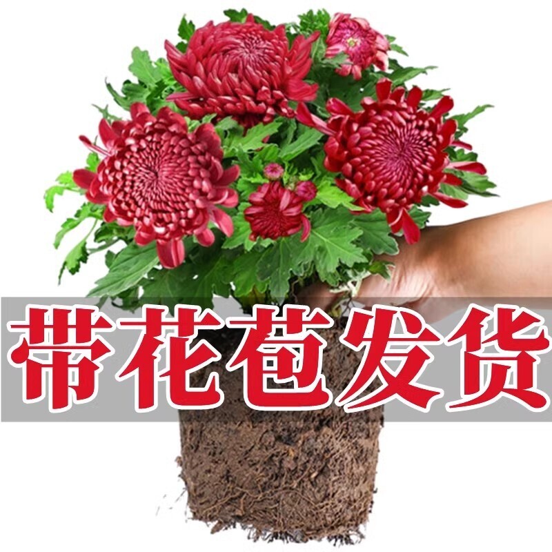 大菊花盆栽带花苞四季开花荷兰菊九月菊乒乓球菊室内花卉秋菊花苗图片