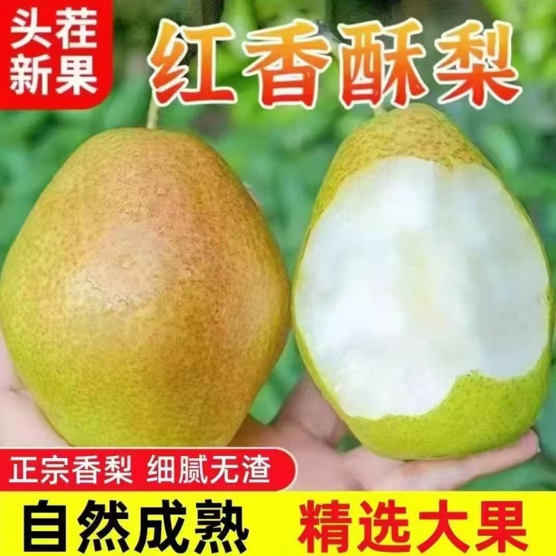 【无渣爆汁】正宗红香酥梨脆甜多汁新鲜水果当季新鲜水果梨子