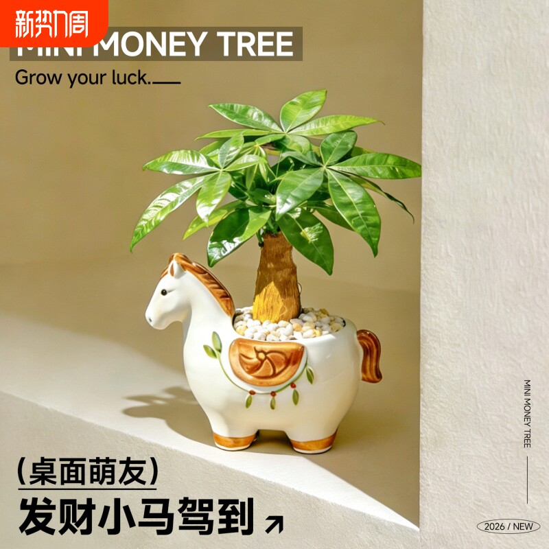 马上发财小马发财树盆栽幼儿园办公室内桌面招财绿植物马年伴手礼