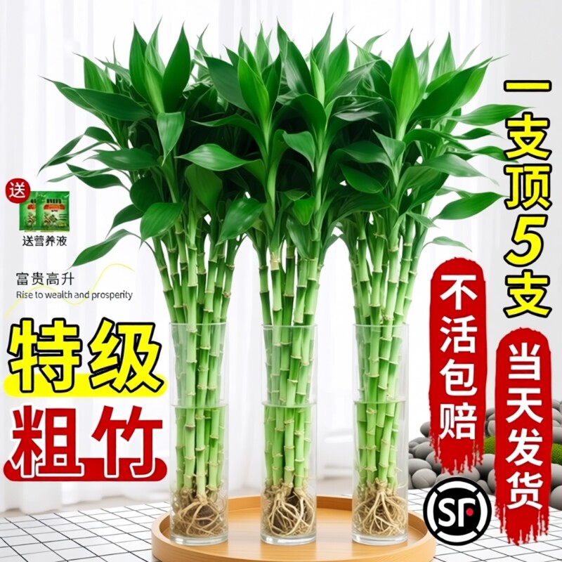 富贵竹水培植物粗杆带根水养绿植室内客厅水生招财转运竹子好养活