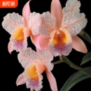 基地特价 浓香网红洋兰苗室内阳台盆栽花卉 大花卡特兰Cattleya新品