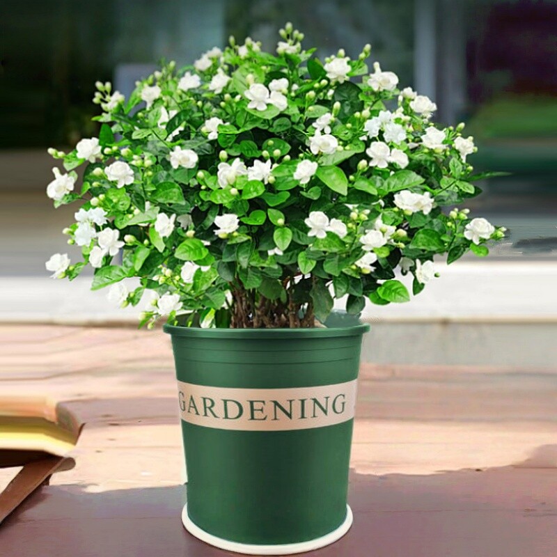 茉莉花盆栽树苗九里香老桩绿植物室内好养易活一年四季都开的花卉