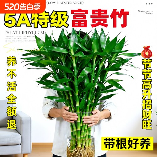 特级富贵竹带根水培植物客厅招财室内花卉绿植观音竹转运竹子盆栽