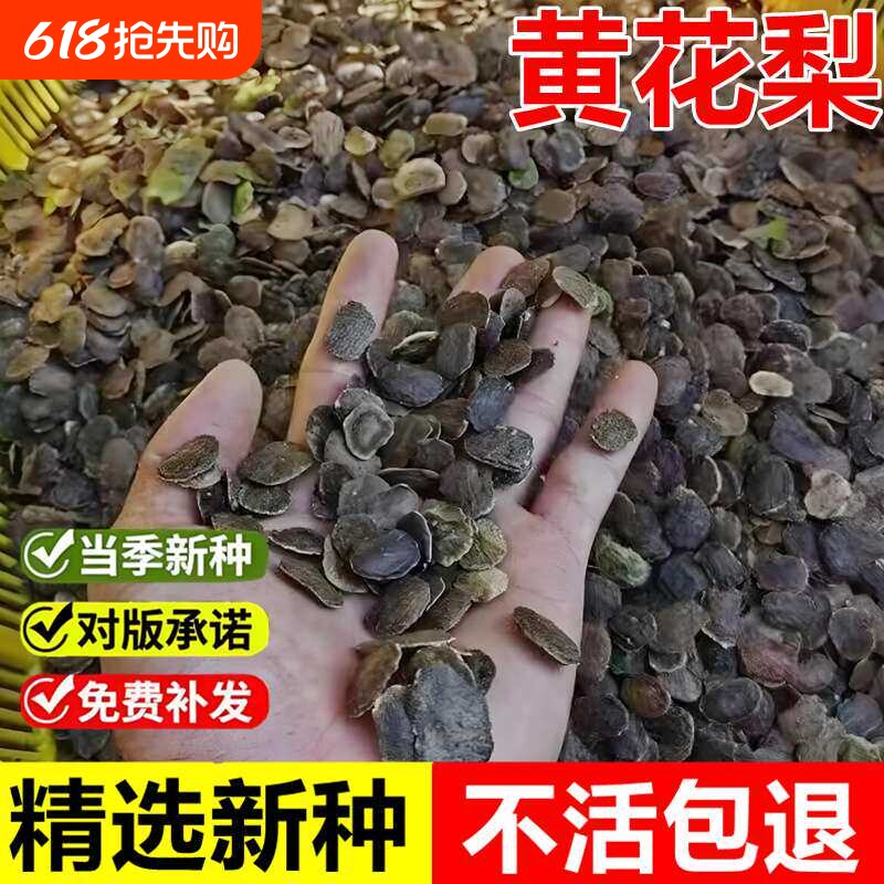 黄花梨种子正宗海南降香黄檀当年新采珍稀乔木庭院名贵红木树种籽