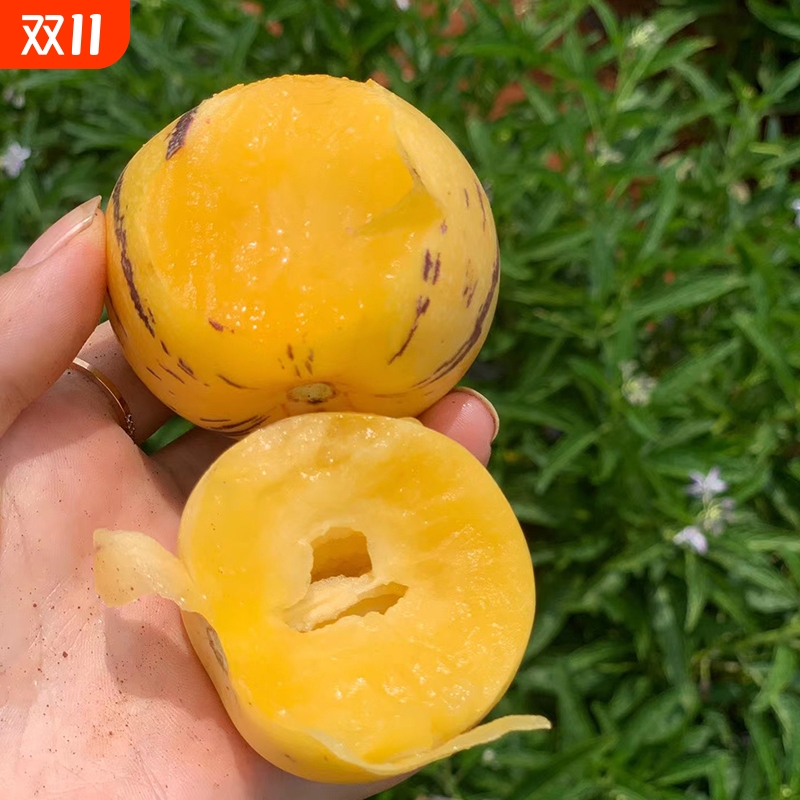 云南石林人参果树上熟现摘现发