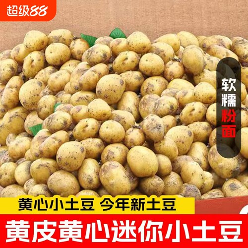 恩施小土豆新鲜富硒黄心