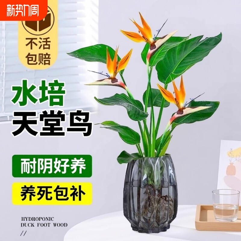 天堂鸟水培植物花卉室内客厅无土水培绿萝盆栽龟背竹好养绿植耐阴