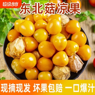 正宗东北姑娘果当季新鲜水果灯笼果产地直发箱装黄姑鸟小金豆薄皮