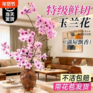 白玉兰花水培干枝鲜切带花苞鲜枝室内办公室植物四季绿植好养花卉