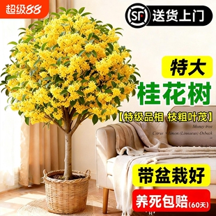 四季桂花盆栽室内树苗绿植带花苞矮桩浓香型老桩金桂八月好养活