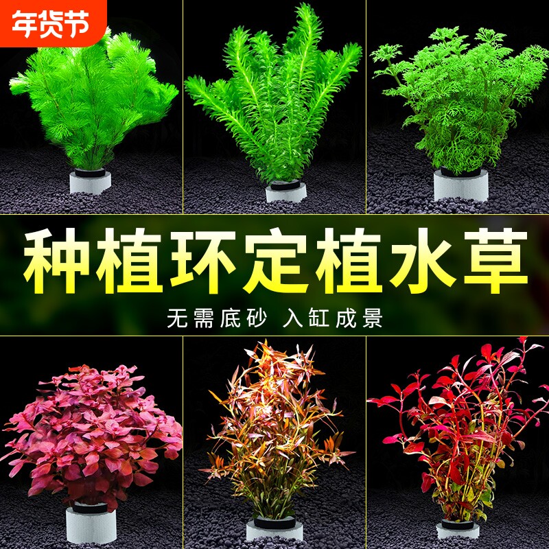 水草植物鱼缸造景阴性真草定植全套餐增氧水兰蜈蚣草绿菊水榕水草