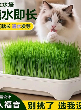 无土水培猫草盆栽种植盒懒人猫草种子育苗盘小麦化毛催吐助消化