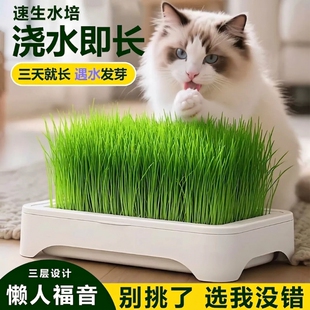 无土水培猫草盆栽种植盒懒人猫草种子育苗盘小麦化毛催吐助消化
