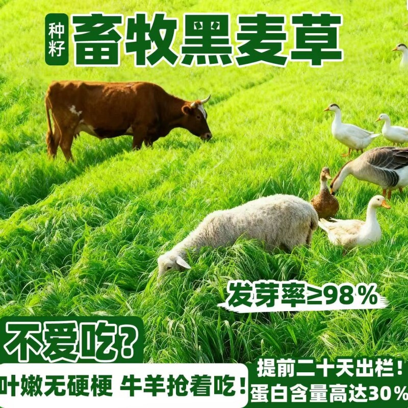 黑麦草种籽子种四季多年生耐寒牧草种籽畜牧养殖鸡鸭牛羊鱼草种子