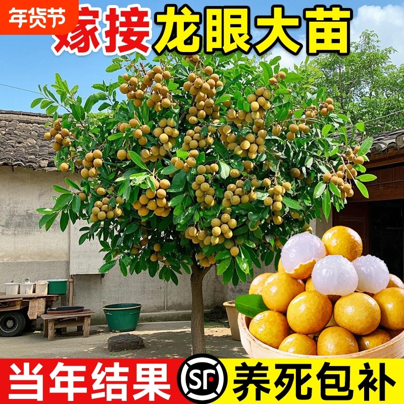特大龙眼树苗嫁接盆栽水果储良桂圆石硖南方四季种植地栽当年结果,鲜花速递/花卉仿真/绿植园艺,果树,淘宝优惠券,粉丝福利购,淘宝优惠卷