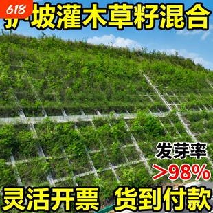灌木草籽护坡固土草籽四季常青边坡绿化草坪耐干旱狗牙根草种籽子