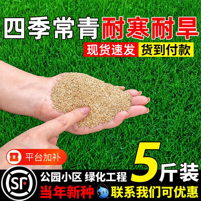 草坪草籽护坡固土绿化狗牙根草子矮生庭院地毯草四季常青草种子孑