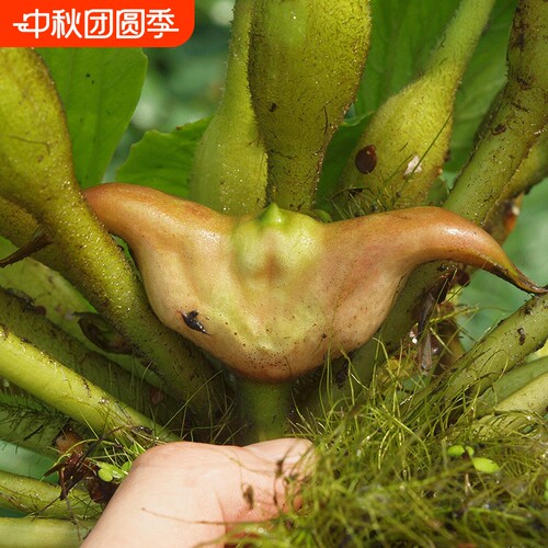 2026年新鲜菱角老菱角洪湖现摘
