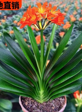 6年大苗精品君子兰盆栽花卉植物室内花好养的花当年开花客厅带盆