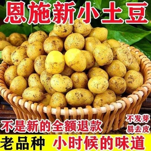 黄皮小土豆新鲜马铃薯正宗黄心薄皮土豆洋芋现挖蔬菜5香老品种