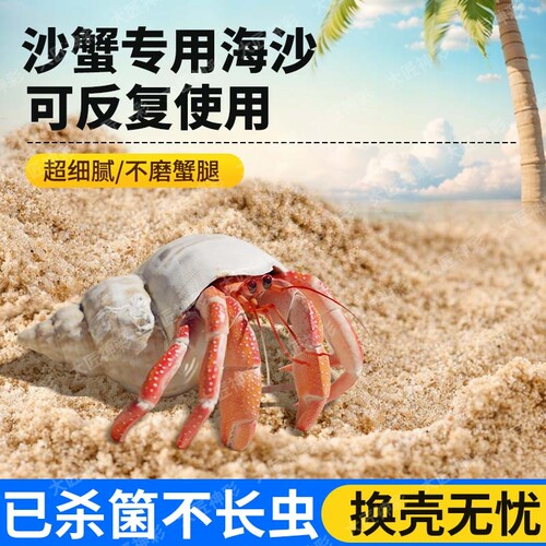 沙蟹寄居蟹专用海沙养螃蟹辣椒蟹替换壳珊瑚沙子鱼缸造景底砂摆件