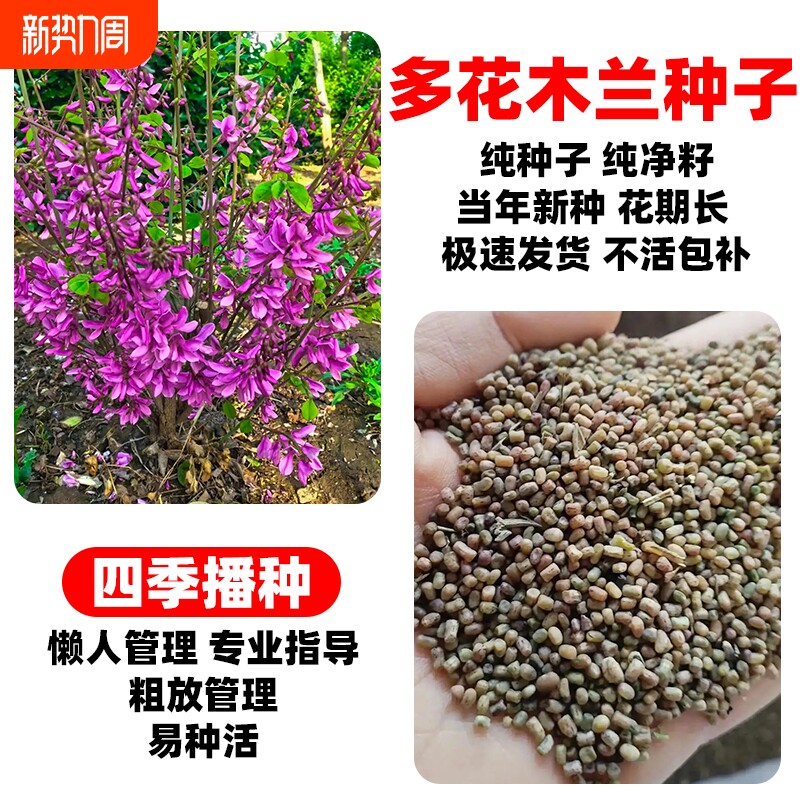 多花木兰种子多年生护坡固土灌木草籽耐贫瘠工程绿化荒地复绿种籽
