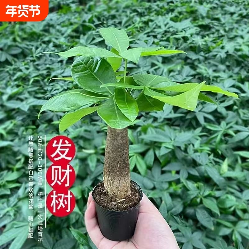 单杆发财树盆栽客厅办公桌桌面室内耐旱懒人好养办公室阳台植物,鲜花速递/花卉仿真/绿植园艺,绿植,淘宝优惠券,粉丝福利购,淘宝优惠卷