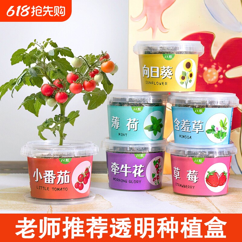 儿童种植小盆栽向日葵太阳花种子迷你植物幼儿园作业趣味小礼物
