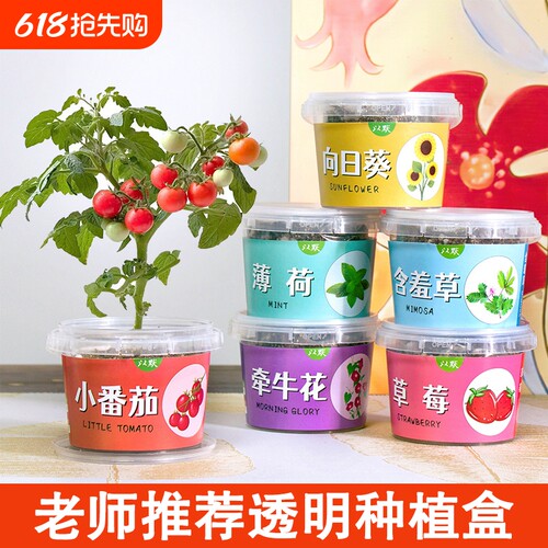 儿童种植小盆栽向日葵太阳花种子