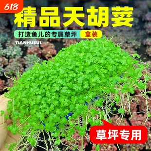 鱼缸天胡荽水草网片造景草坪专用爬地矮珍珠净水草生态水质无菌