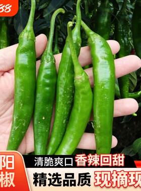 青阳辣椒青辣椒中辣正宗新鲜蔬菜农家自种5斤旗舰店尖椒现摘微辣