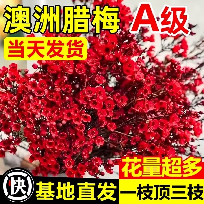 澳洲腊梅鲜花水培鲜枝干枝真花年宵花卉室内过年花冬季鲜切花客厅