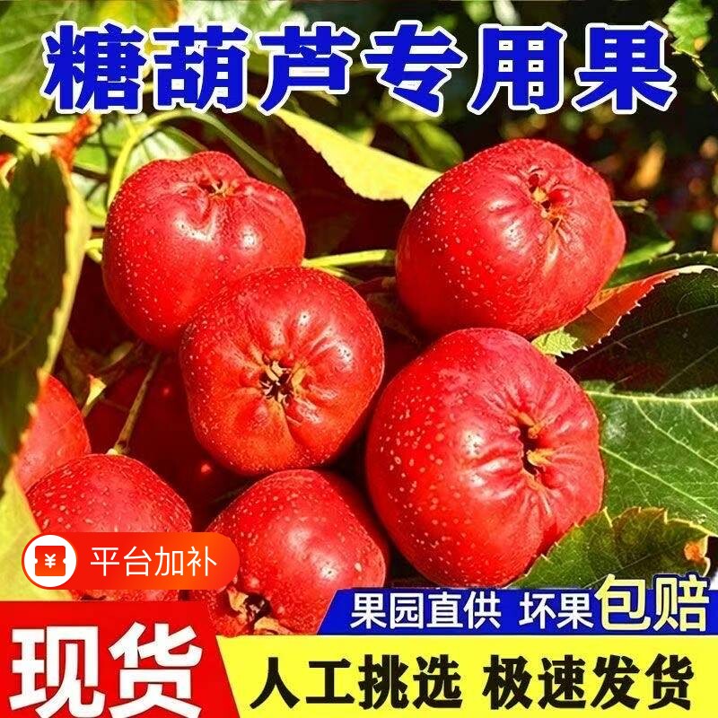 【新鲜山楂果】大金星冰糖葫芦专用红果纯农家鲜大五棱甜红子山楂
