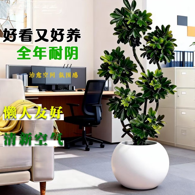 造型鸭脚木多枝四季常青室内外易活好养客厅绿植净化空气盆栽氛围