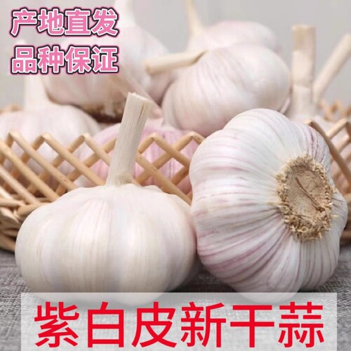 26年新干蒜河南杞县紫白皮干大蒜头农家自种可食用可做蒜种包邮