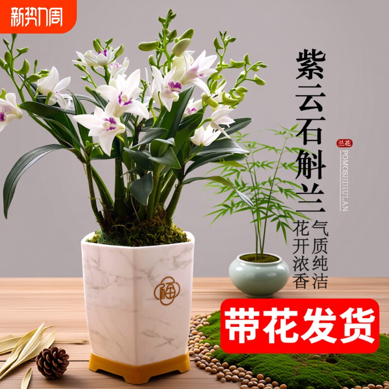 石斛兰基地直销带花苞紫云好养泼墨室内水培浓香年宵花卉盆栽绿植