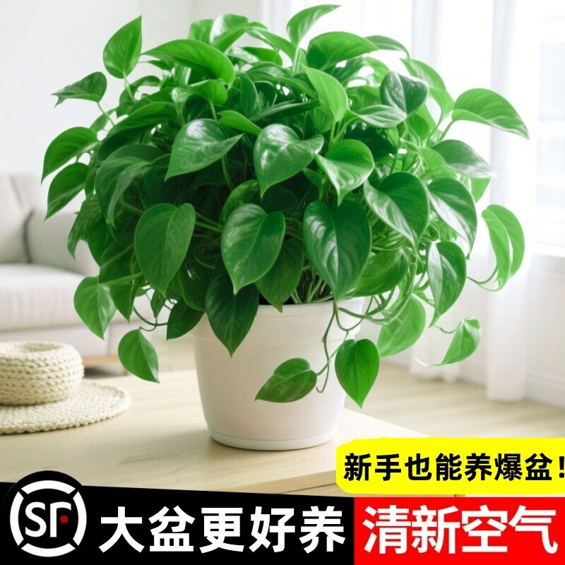 绿萝盆栽室内绿箩客厅金钻绿植花卉新房净化空气长藤水培植物吊兰