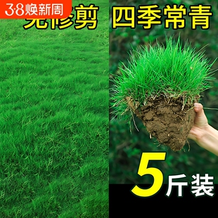 草坪种子草籽四季常青护坡狗牙根马尼拉庭院地毯草皮绿化黑麦草孑