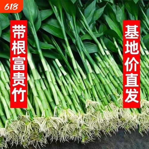 富贵竹水培植物客厅招发财竹子