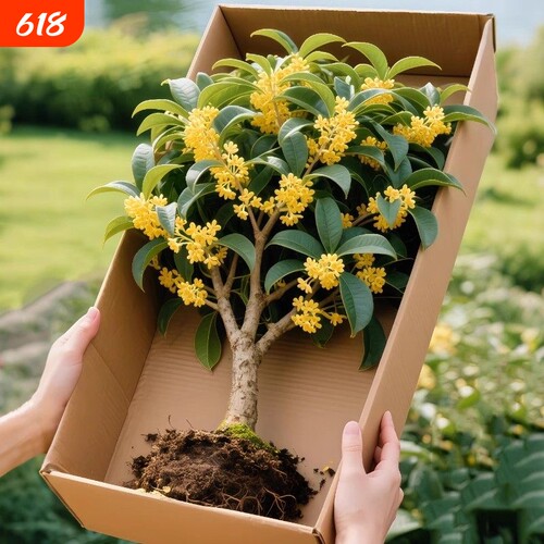 金桂桂花树苗花卉室外大树四季桂老桩庭院八月桂种植别墅地栽绿植