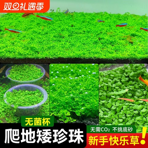 无菌杯爬地矮珍珠水草鱼缸造景