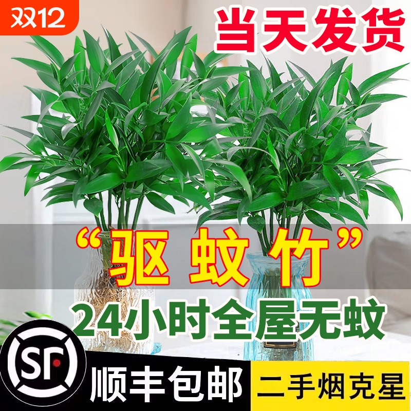 竹柏驱蚊竹水培植物室内