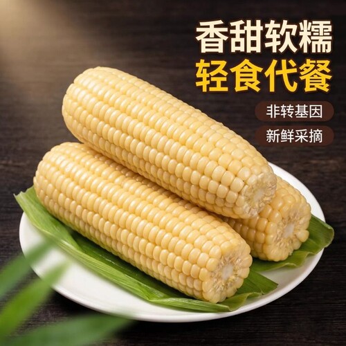有机认证当季头茬甜糯玉米