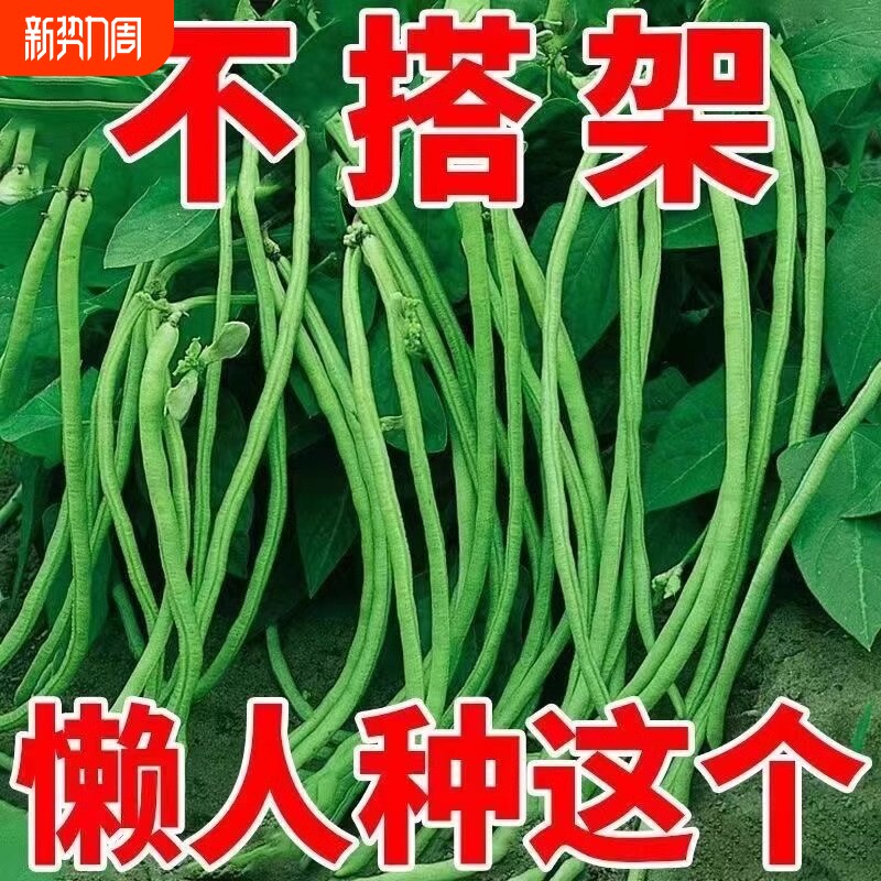 无架地豆种子苗高产不搭架豇豆豆角种孑春夏秋菜豆矮生四季豆种籽