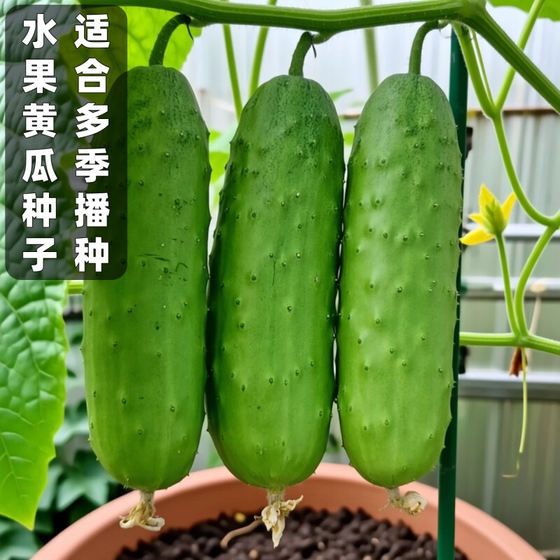 水果黄瓜种子高产|超2000次加购图片